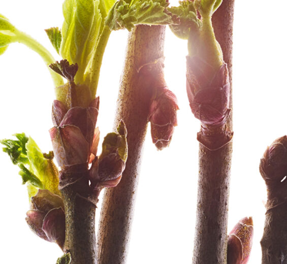 Sorteb&aelig;r-&Oslash;kologisk sort solb&aelig;rknop ekstrakt-Ribes nigrum (black currant) bud extract