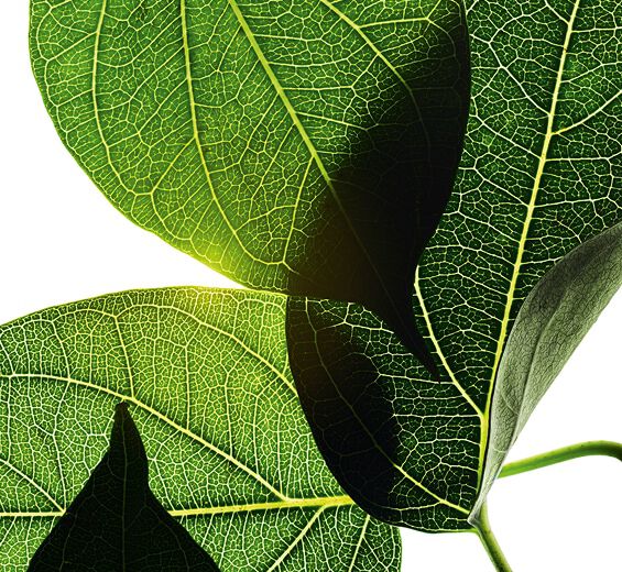 Gymnema-Gymnema-ekstrakt (&oslash;kologisk plante)-Gymnema sylvestre leaf extract