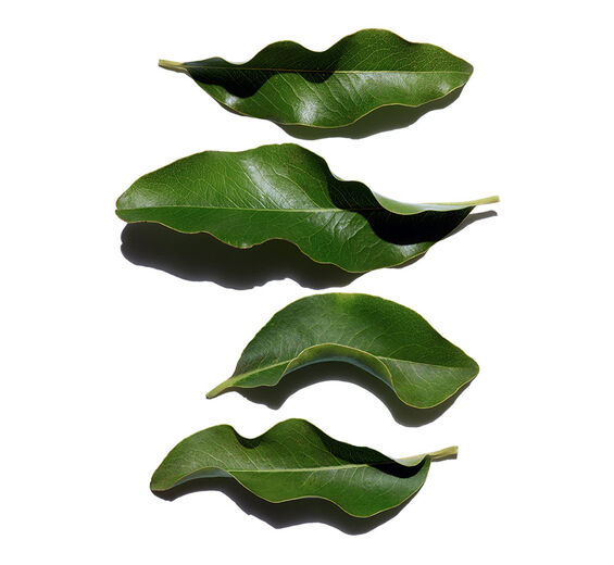Afrikansk ebony-Organisk afrikansk ebony ekstrakt-Diospyros mespiliformis leaf extract