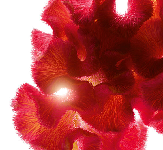 Celosia-Celosia ekstrakt-Celosia cristata flower extract