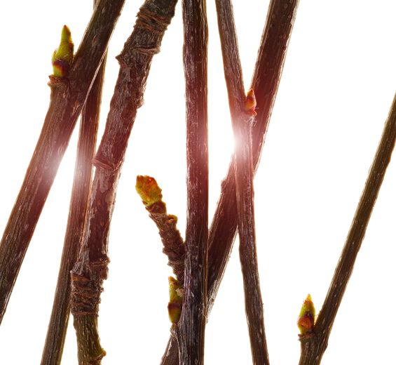 Servicetr&aelig;-&Oslash;kologisk service tr&aelig; knopp ekstrakt-Pyrus sorbus bud extract