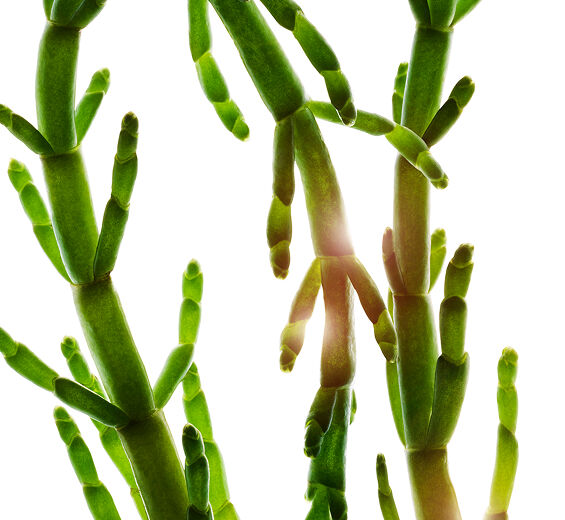 Marsk-salturt-&Oslash;kologisk marsk-samphire ekstrakt-Salicornia herbacea extract