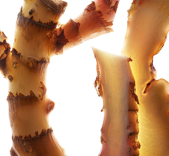 Ingef&aelig;r lilje-Ingef&aelig;r liljeekstrakt (&oslash;kologisk plante)-Hedychium coronarium root extract