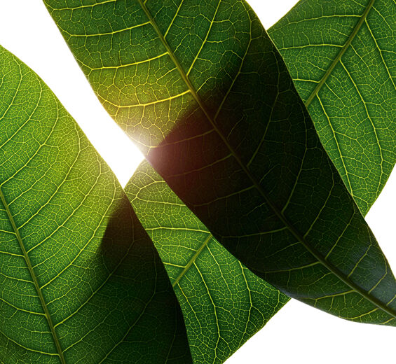 Mango tr&aelig;-&Oslash;kologisk mango bladekstrakt-Mangifera indica (mango) leaf extract