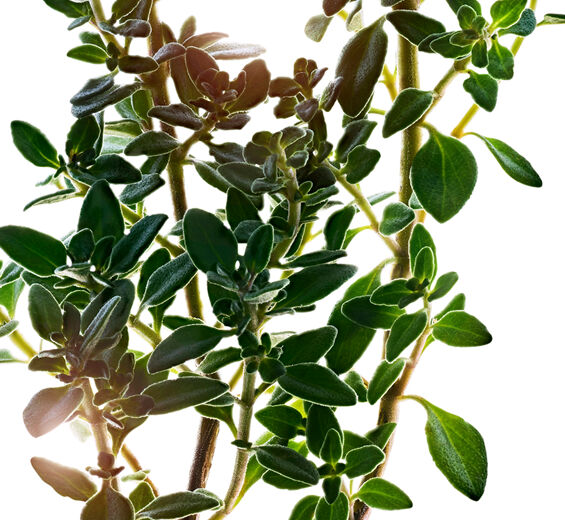 Citron timian-Citron timian ekstrakt-Thymus citriodorus flower/leaf extract