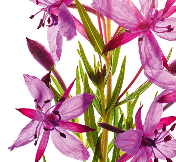 Alpin vilde urt-&Oslash;kologisk alpe-kransb&aelig;r ekstrakt-Epilobium fleischeri extract