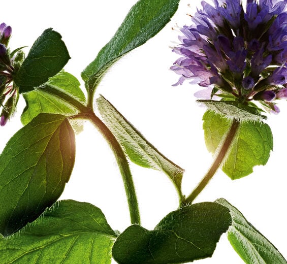 Vandmynt-&Oslash;kologisk vandmynte-Mentha aquatica leaf extract