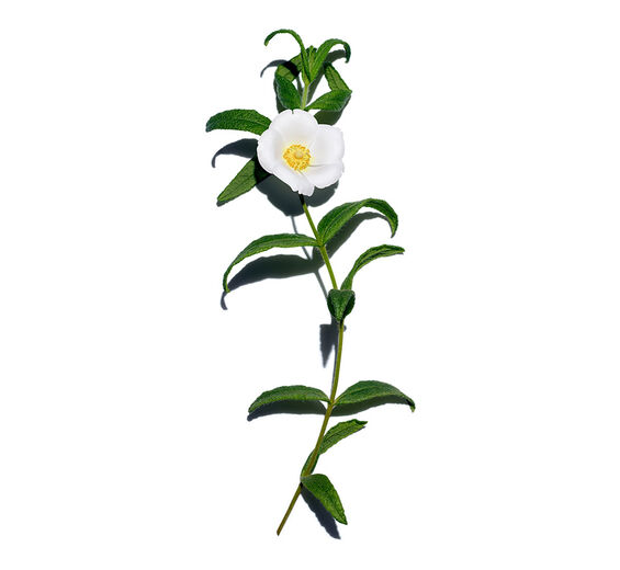 Montpellier klippe-rose-Økologisk montpellier klippe-rose ekstrakt-Cistus monspeliensis extract