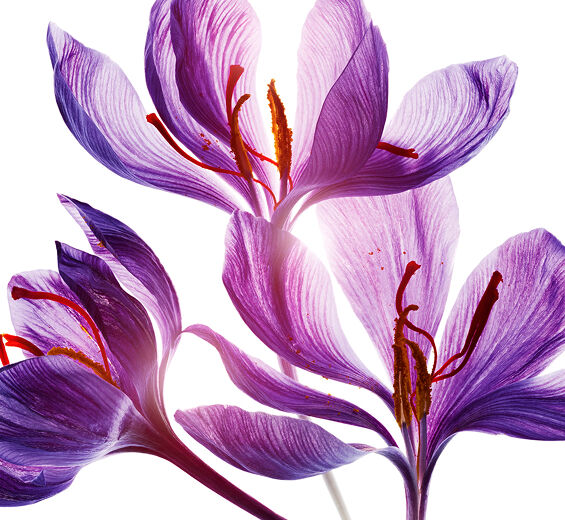 Krokus-Saffranblomst polyfenoler (økologisk plante)-Crocus sativus flower extract