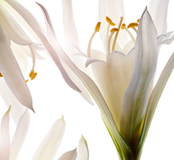 Havlilje-&Oslash;kologisk s&oslash;liljeekstrakt-Pancratium maritimum extract