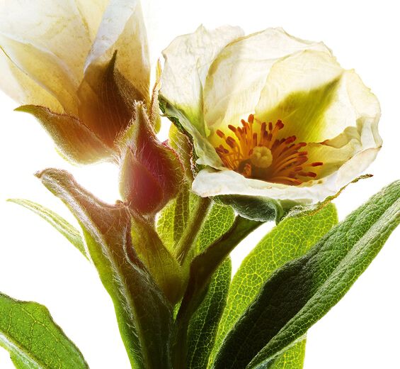 Montpellier klippe-rose-&Oslash;kologisk montpellier klippe-rose ekstrakt-Cistus monspeliensis extract