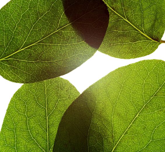 Kvinde-Kvinde blad ekstrakt-Cydonia oblonga leaf extract