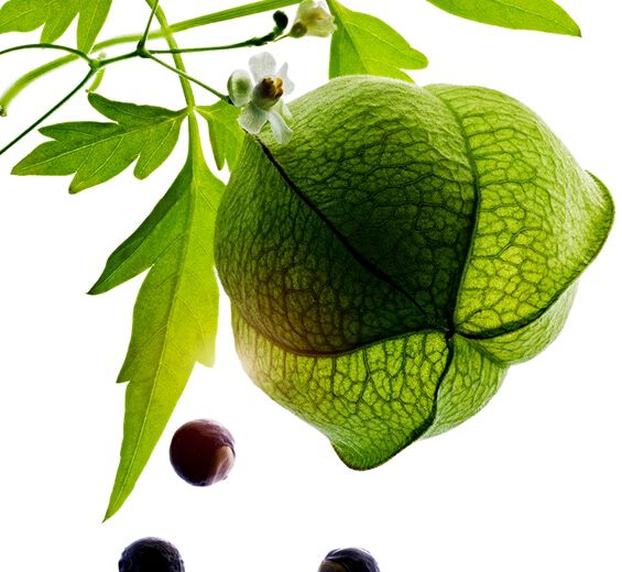 Hjerteb&oslash;nne-Ekstrakt af &oslash;kologisk hjerteb&oslash;nne-Cardiospermum halicacabum flower/leaf/vine extract