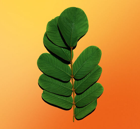 Senna-Senna ekstrakt-Cassia alata leaf extract