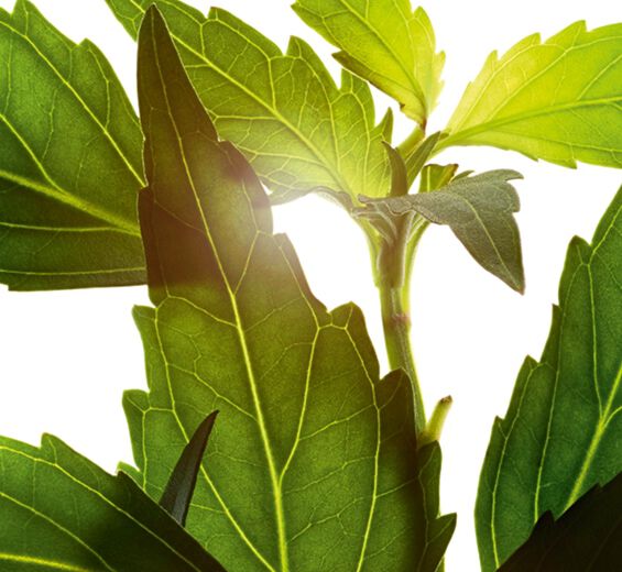 Orthosiphon-Orthosiphon ekstrakt-Orthosiphon stamineus extract