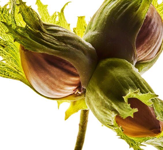 Hassel-Økologisk hasselnøddeolie-Corylus avellana (hazel) seed oil