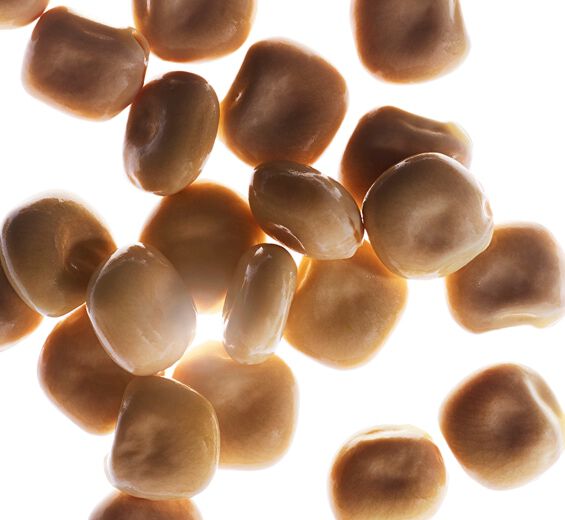 Hvid lupin-Peptider fra hvid lupin (&oslash;kologisk)-Hydrolyzed lupine protein