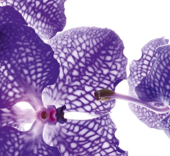 Bl&aring; orkid&eacute;-Bl&aring; orchid ekstrakt-Orchid extract,vanda coerulea extract