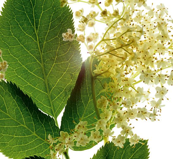 Elder-&Oslash;kologisk hyldekstrakt-Sambucus nigra flower extract