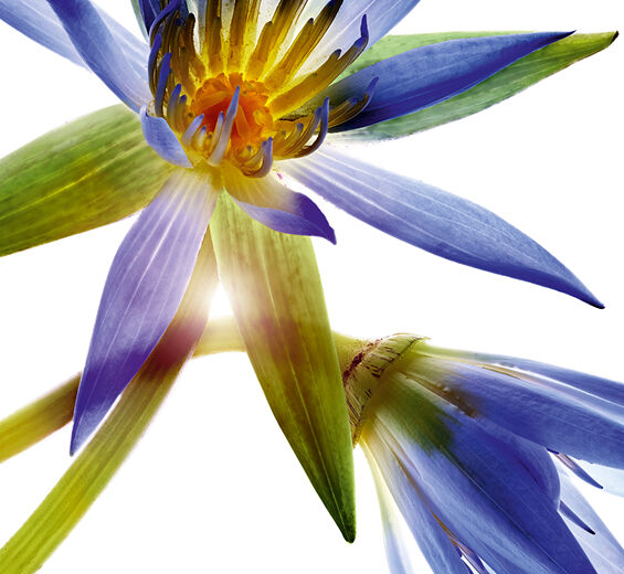 Blå lotus-Blå lotus voks-Nymphaea caerulea flower extract
