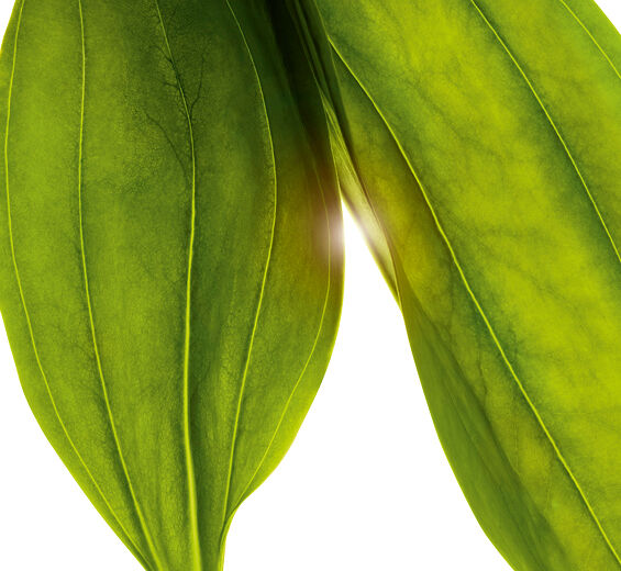 Gylden gentian-&Oslash;kologisk gylden gentianekstrakt-Gentiana lutea extract