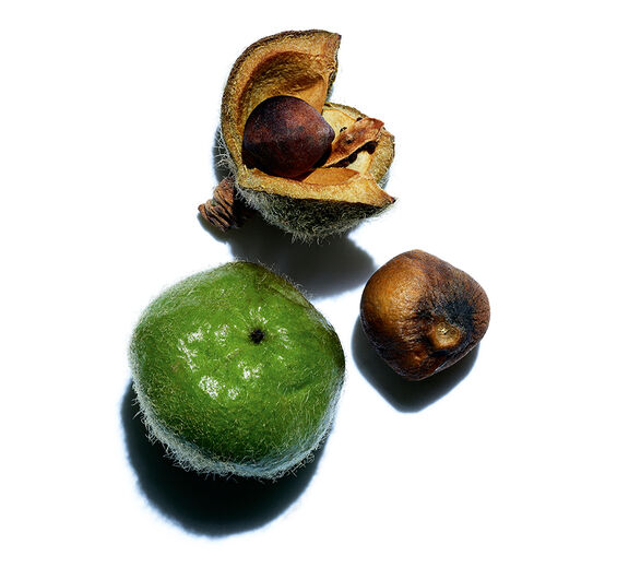 Kameliablomst-Økologisk kamelia olie-Camellia oleifera seed oil