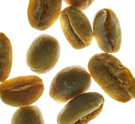 Arabica kaffebusk-Plante koffein-Caffeine