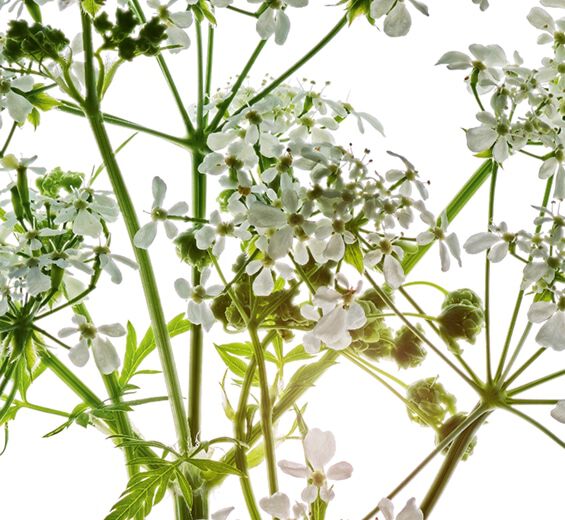 Vild k&oslash;rvel-&Oslash;kologisk vild k&oslash;rvel ekstrakt-Anthriscus sylvestris extract