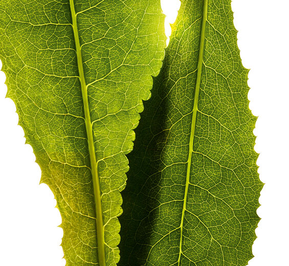 Cikorie-Cikorie ekstrakt-Cichorium intybus (chicory) leaf extract