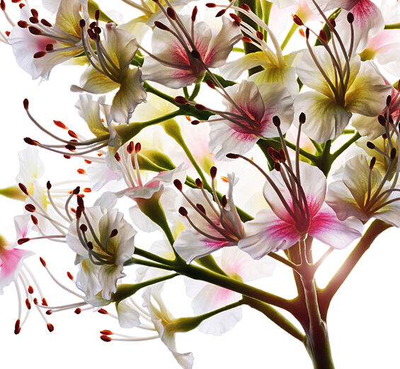 Hestekastanjetr&aelig;-&Oslash;kologisk hestekastanje blomsterekstrakt-Aesculus hippocastanum (horse chestnut) extract