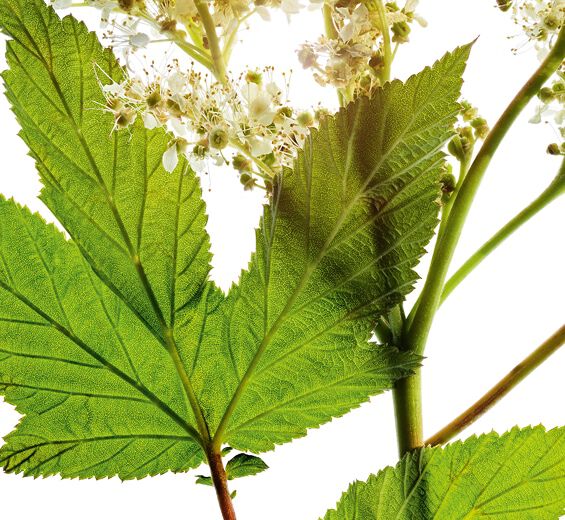 Engs&oslash;de-M&aelig;dderblomst ekstrakt-Spiraea ulmaria extract