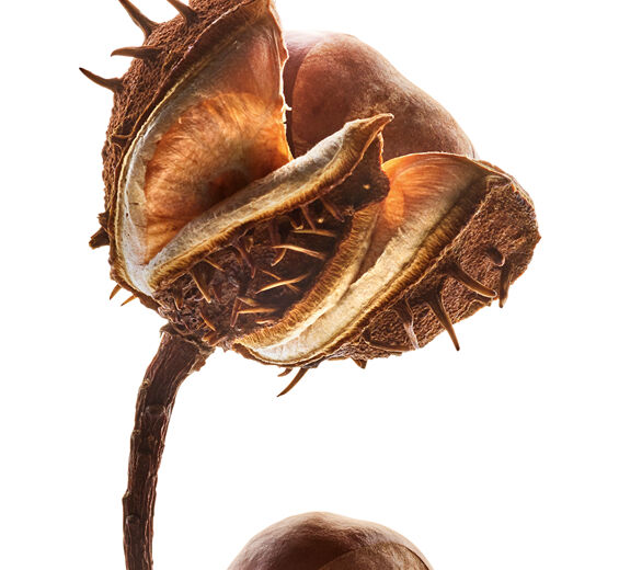 Hestekastanjetr&aelig;-Hestekastanje escin-Escin