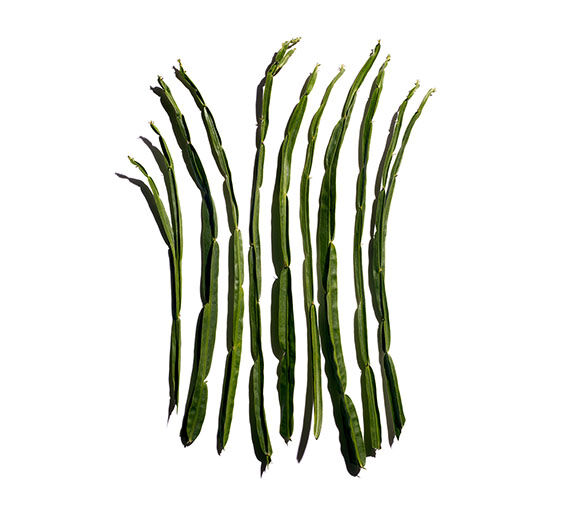 Baccharis-Baccharis ekstrakt-Baccharis genistelloides extract