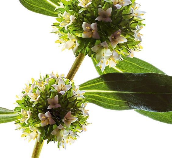 Mitracarpus-&Oslash;kologisk mitracarpus ekstrakt-Mitracarpus scaber extract