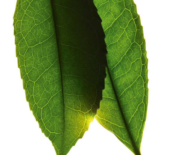 Teaplant-Hvid te ekstrakt-Camellia sinensis leaf extract