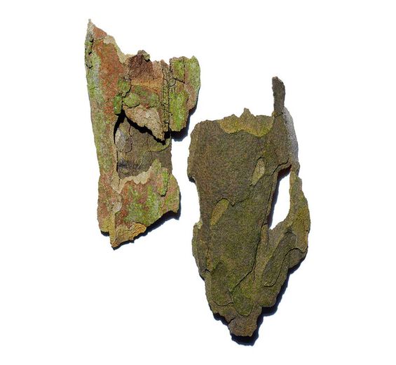 Platan-Platan ekstrakt-Platanus occidentalis bark extract