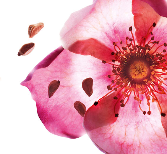 S&oslash;dbr&aelig;nden&aelig;lde-&Oslash;kologisk s&oslash;dbr&aelig;nden&aelig;ldeolie-Rosa rubiginosa seed oil