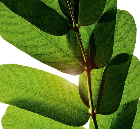 Senna-Senna ekstrakt-Cassia alata leaf extract