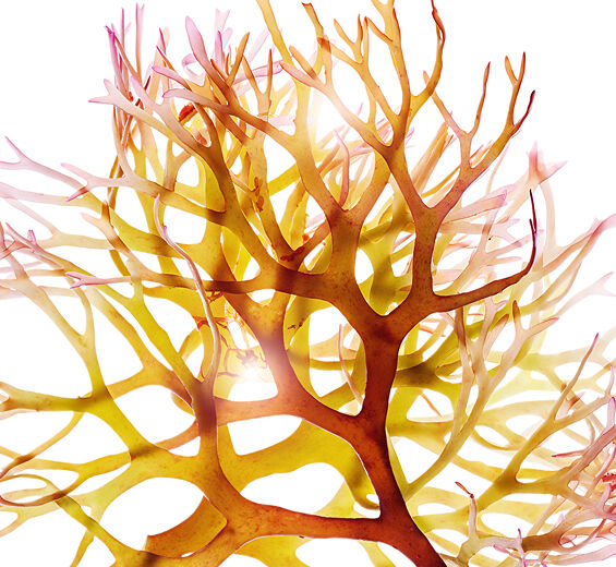 Irsk mos-Irsk mossekstrakt-Chondrus crispus (carrageenan) extract
