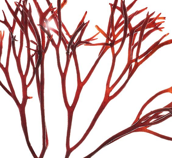 Furcellaria-Furcellariaekstrakt-Furcellaria lumbricalis extract