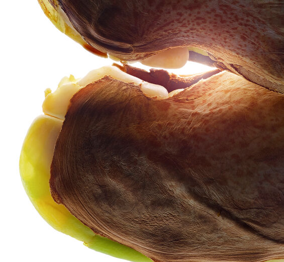 Vild mango-Vild mango sm&oslash;r-Irvingia gabonensis kernel butter