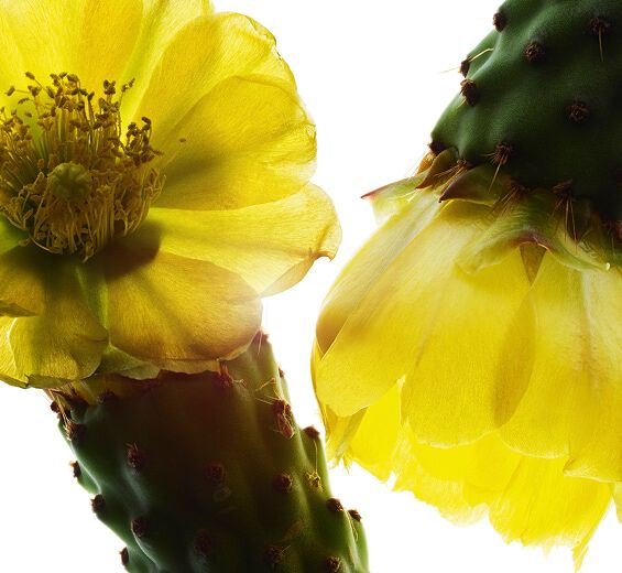 Nopal-Nopal ekstrakt-Hydrolyzed opuntia ficus-indica flower extract