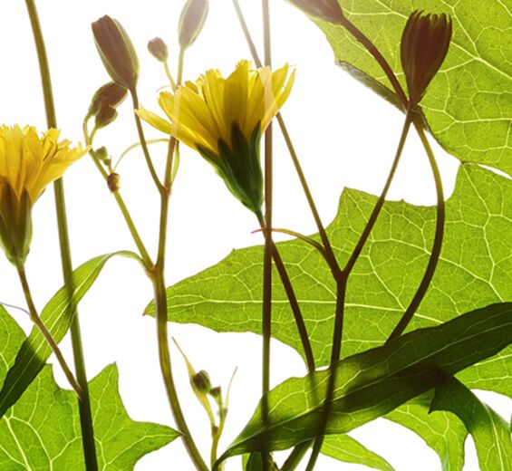 Nippelurt-Nipplewort ekstrakt-Lapsana communis flower/leaf/stem extract