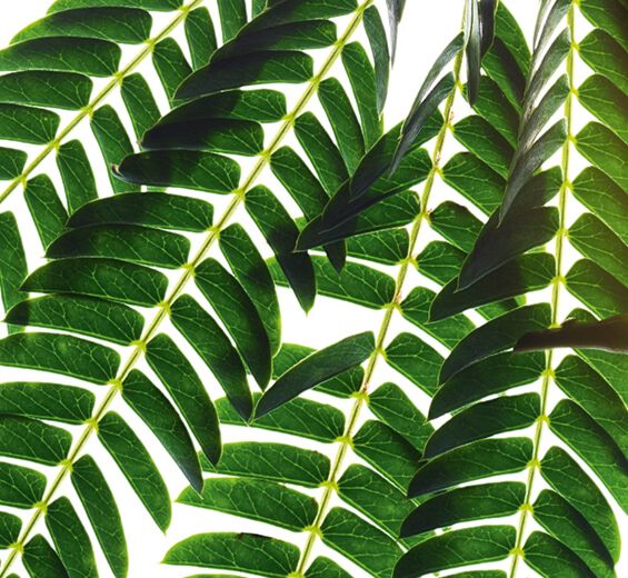Albizia-Albizia ekstrakt-Albizia julibrissin bark extract