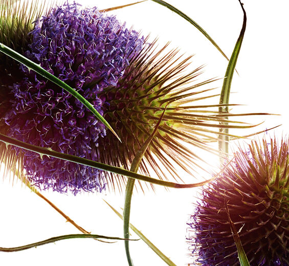 Teasel-Teasel ekstrakt-Dipsacus sylvestris extract