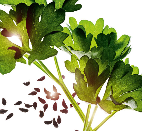 Persille-Persille æterisk olie-Carum petroselinum (parsley) seed oil