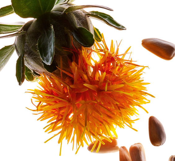 Safflower-Safflower ekstrakt-Carthamus tinctorius (safflower) seedcake extract