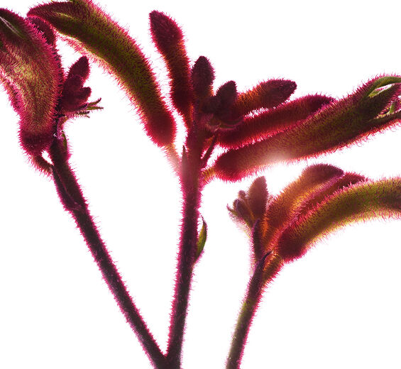 Kangaroo blomst-&Oslash;kologisk k&aelig;ngurublomst ekstrakt-Anigozanthos flavidus extract