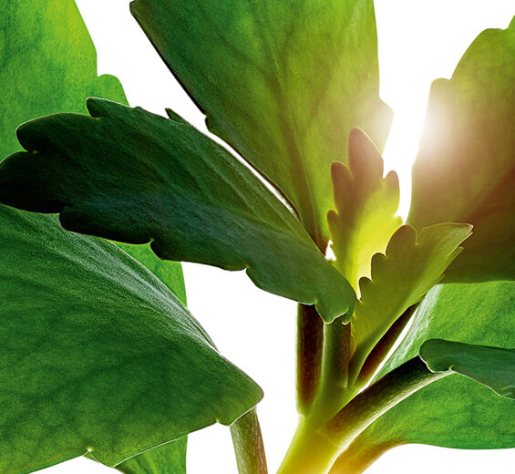 Livets blad-Økologisk livsblad ekstrakt-Kalanchoe pinnata leaf extract