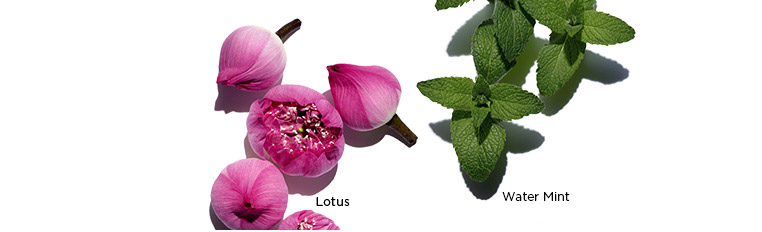 Visuals of Lotus, Chamomile, and Field Mint ingredients